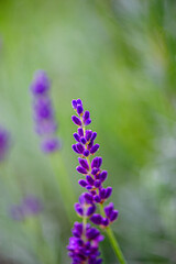 Purple lavender flowers on a blurred green background.