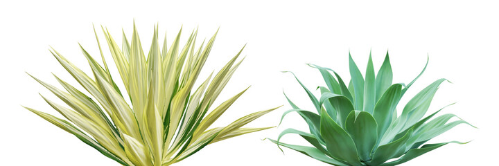 Fototapeta na wymiar Agave Plants Isolated on White Background