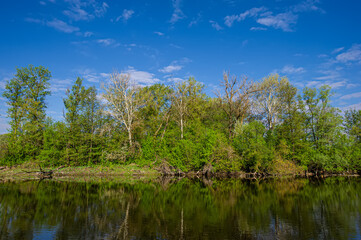 River and deciduous forest on the bank at noon.