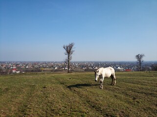 Fototapeta premium The horse is grazing in a green meadow. The horse is eating grass in a green field.