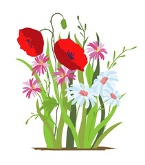 Flowerbed. Flower red poppy. Set of wild forest and garden flowers. Spring concept. Flat flower illustration isolate on a white background.