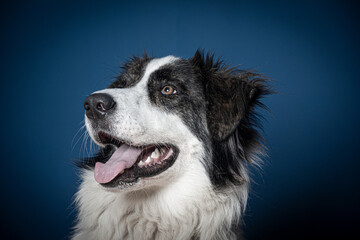 Portrait of beautiful bucovina shepherd dog