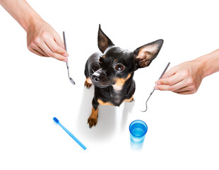 dental toothbrush dog