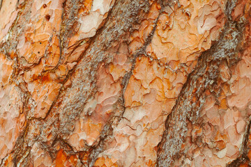 the texture of the tree bark