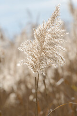 Blooming reed inflorescences on the banks of a river or lake close up. Floral pattern.