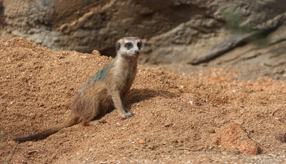 meerkat on a rock