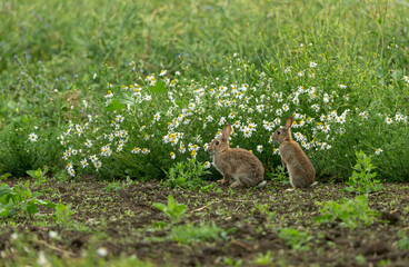 Rabbits. Two wild, native young rabbits (Oryctolagus cuniculus) on the edge of farmland with white...