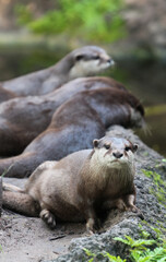 River Otter 