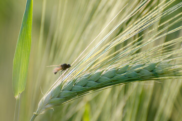 Young and green ears of barley close-up. Agricultural field in the spring. Insect pests of cereals.