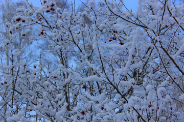 Obraz premium Beautiful snowy winter forest with trees covered with frost and snow close up. Nature winter background with snow-covered branches. white frost on trees, white drifts Road, trail in the winter forest