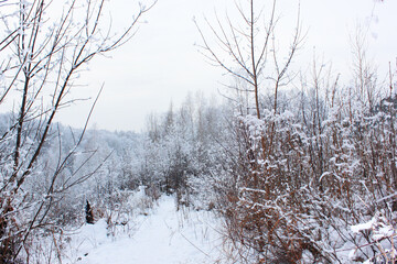 Beautiful snowy winter forest with trees covered with frost and snow close up. Nature winter background with snow-covered branches. white frost on trees, white drifts Road, trail in the winter forest