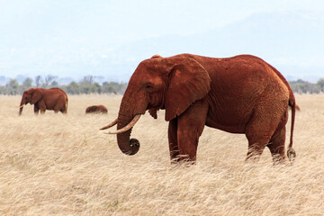 Fototapeta na wymiar african elephants in the savannah (Animal portrait)