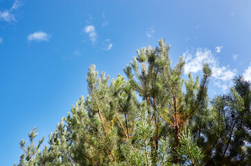 Pine trees against a blue sky with clouds on a sunny day