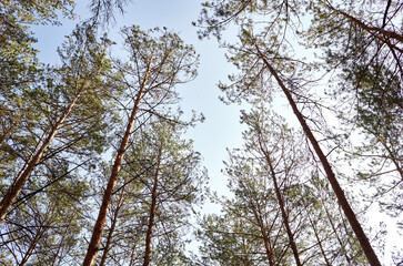 Bottom view of tall old tress in evergreen forest. Blue sky in the background