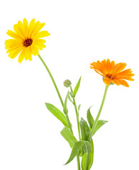 Marigold - Calendula officinalis isolated on a white background. Two flowers with leaves.