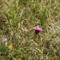 (Dianthus carthusianorum) Oeillet des Chartreux à floraison estivale rouge cerise à rose foncé...