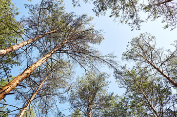 Bottom view of tall old tress in evergreen forest. Blue sky in the background