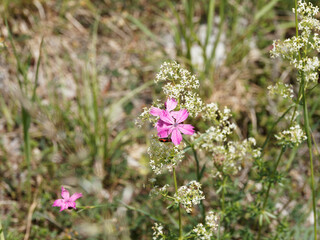 Dianthus carthusianorum ou oeillet des Chartreux à fleur miniature aux pétales dentées rose pâle à rose pourpré veinée de rose foncé sur haute tige rigide