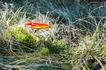 Toxic and hallucinogen mushroom Fly Agaric in grass on autumn forest background. Amanita Muscaria, poisonous mushroom