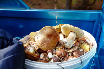 Dirty, unpeeled Boletus mushrooms in plastic bucket. Picking wild mushrooms in autumn forest