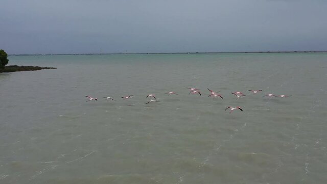 suivi en vol de flamands roses