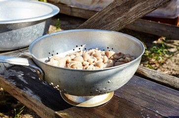 Clean, peeled Suillus mushrooms in metal pan