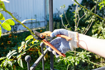Woman gardening in backyard. Womans hands with secateurs cutting off wilted flowers on rose bush