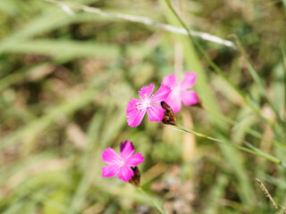 Hautes tiges florales d'oeillets des Chartreux (Dianthus carthusianorum) au feuillage bas, touffu, compacte et &eacute;troit, fleurs miniatures rose p&acirc;le &agrave; rose vif en bouquet