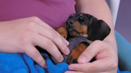 Caring and gentle man nurses and cradles cute tired dachshund puppy, scratching its chest and belly. Baby dog sleeps sweetly in arms of owner, close up
