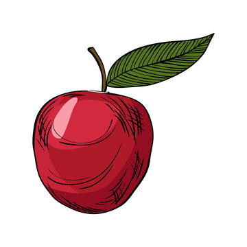 Watercolor eco frut. Line painted red apple. Colored line sketch of red apple on a white background. Hand drawn fresh food design element in vector