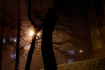drzewa w nocy  © Dariusz Grochal 