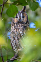 Waldohreule (Asio otus)