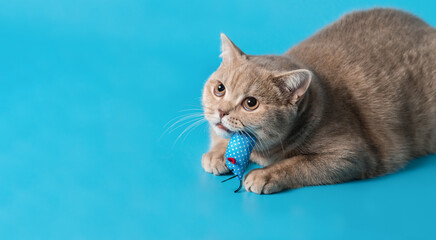 a peach-colored british shorthair cat plays with blue rag mouse toy on a blue background. Look up. copy space. Banner