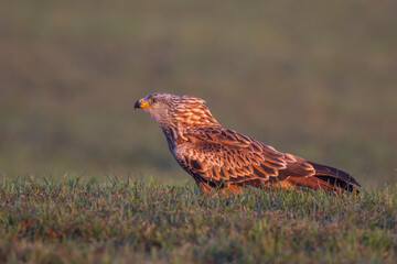 Rotmilan (Milvus milvus)