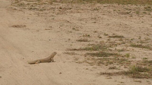 wide shot of Spiny tailed lizards or Uromastyx running to burrow or hole in tal chhapar sanctuary rajasthan india