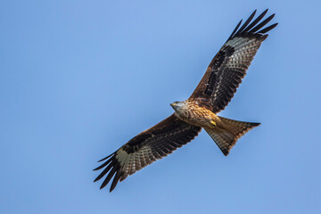 Rotmilan (Milvus milvus)