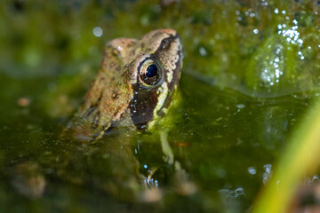 Grasfrosch (Rana temporaria)