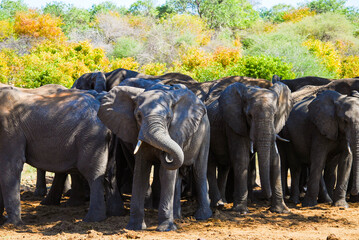 Troupeau d'éléphants dans la réserve de Mahongo, Namibie.