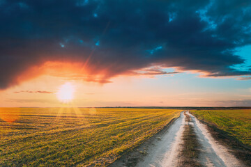 Green Barley Field In Early Spring. Countryside road through field and sunshine sunset sunrise light. Agricultural spring season landscape