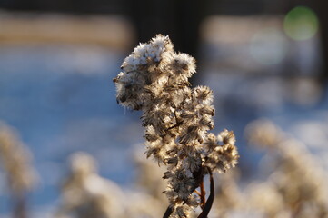 grass under snow drifts