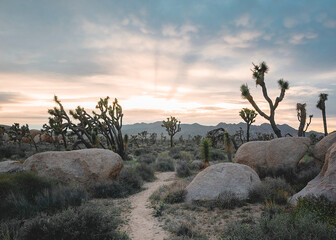 Desert trees lit up by sunset.