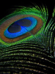 Naklejka premium detail of a peacock feather