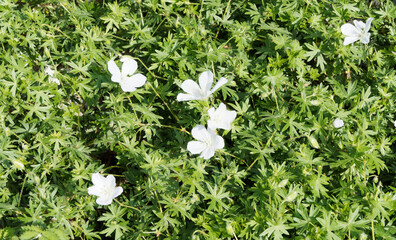 (Geranium sanguineum 
