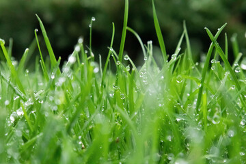 Spring season sunny lawn mowing in the garden with drops of water dew. Lawn blur with soft light...