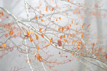 Misty Morning in Serra de Bellmunt, Osona, Catalunya