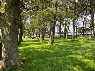 Woodland with long grass, and a dry stone wall in, Newton, Clitheroe, UK