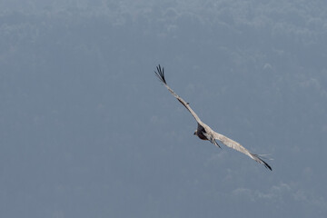 Griffon Vulture (Gyps Fulvus) soaring over Sau Reservoir in Osona, Catalunya