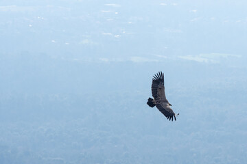 Griffon Vulture (Gyps Fulvus) soaring over Sau Reservoir in Osona, Catalunya