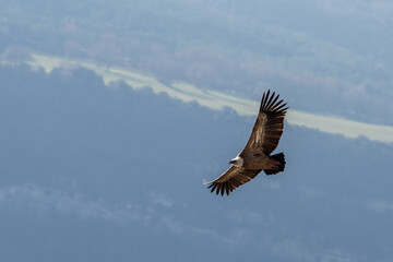 Griffon Vulture (Gyps Fulvus) soaring over Sau Reservoir in Osona, Catalunya