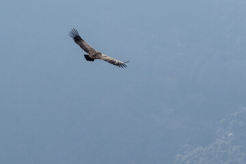 Griffon Vulture (Gyps Fulvus) soaring over Sau Reservoir in Osona, Catalunya